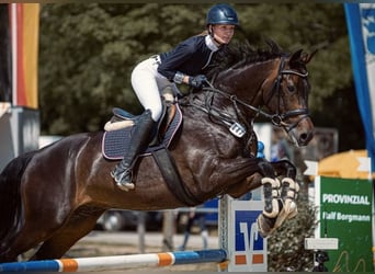 Holstein, Gelding, 10 years, 16.2 hh, Bay-Dark