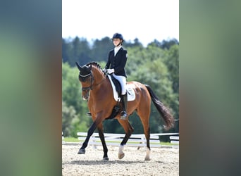 Holstein, Gelding, 10 years, 16,2 hh, Brown