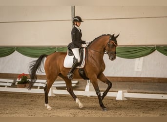 Holstein, Gelding, 10 years, 16,2 hh, Brown