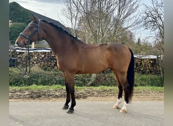 Holstein, Gelding, 10 years, 16,2 hh, Brown