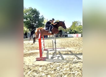 Holstein, Gelding, 10 years, 16,2 hh, Brown