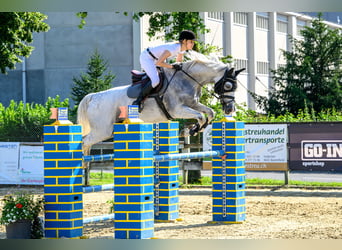 Holstein, Gelding, 10 years, 16,2 hh, Gray