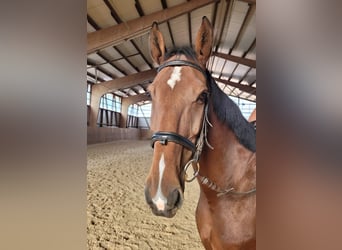Holstein, Gelding, 10 years, 16.3 hh, Brown