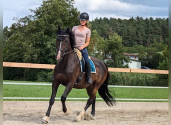 Holstein, Gelding, 10 years, 16 hh, Black
