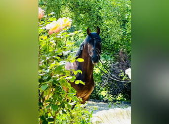 Holstein, Gelding, 10 years, 16 hh, Brown