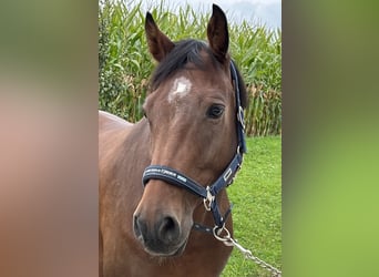 Holstein, Gelding, 10 years, 16 hh, Brown