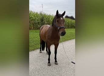 Holstein, Gelding, 10 years, 16 hh, Brown
