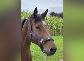 Holstein, Gelding, 10 years, 16 hh, Brown