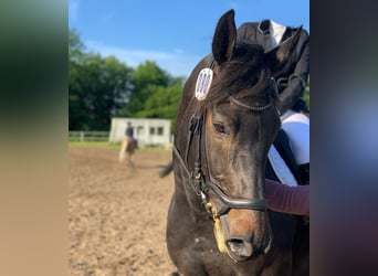 Holstein, Gelding, 10 years, 16 hh, Smoky-Black
