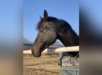 Holstein, Gelding, 10 years, 16 hh, Smoky-Black