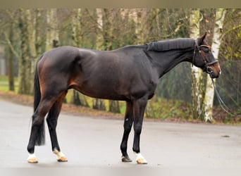 Holstein, Gelding, 10 years, 16,1 hh, Bay