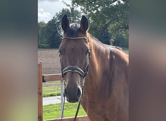 Holstein, Gelding, 10 years, 16,1 hh, Brown