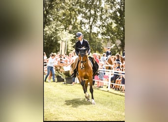 Holstein, Gelding, 10 years, 17.1 hh, Brown