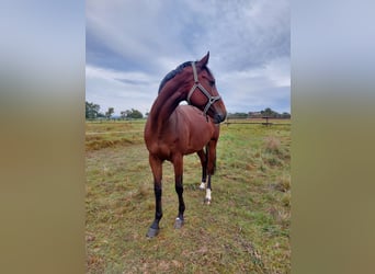 Holstein, Gelding, 10 years, 17 hh, Brown