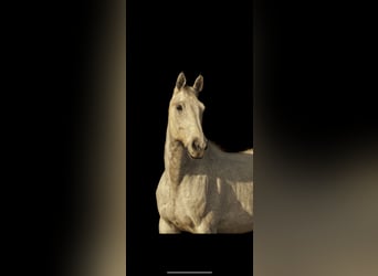 Holstein, Gelding, 10 years, 17 hh