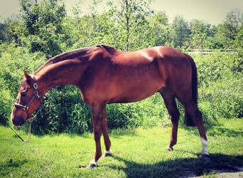 Holstein, Gelding, 11 years, 16,1 hh, Chestnut