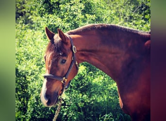 Holstein, Gelding, 11 years, 16,1 hh, Chestnut