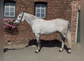 Holstein, Gelding, 11 years, 16.1 hh, Grey-Dapple