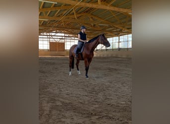 Holstein, Gelding, 11 years, 16.2 hh, Brown