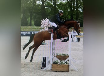 Holstein, Gelding, 11 years, 16.2 hh, Brown