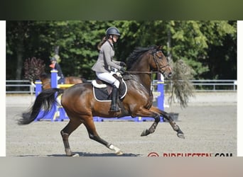 Holstein, Gelding, 11 years, 16.2 hh, Brown