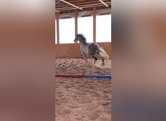 Holstein, Gelding, 11 years, 16.2 hh, Grey