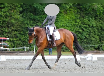 Holstein, Gelding, 11 years, 16.3 hh, Brown