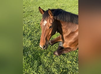 Holstein, Gelding, 11 years, 16.3 hh, Brown