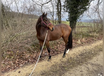 Holstein, Gelding, 11 years, 16.3 hh, Brown
