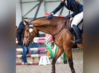 Holstein, Gelding, 11 years, 16 hh, Bay