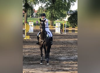 Holstein, Gelding, 11 years, 16 hh, Black