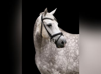 Holstein, Gelding, 11 years, 16 hh, Grey-Dapple