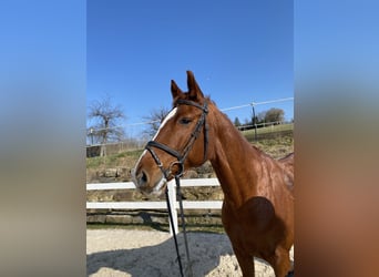 Holstein, Gelding, 11 years, 16,1 hh, Chestnut-Red