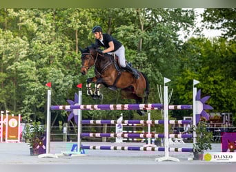 Holstein, Gelding, 11 years, 16,3 hh, Bay