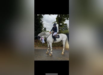 Holstein, Gelding, 11 years, 17,1 hh, Gray