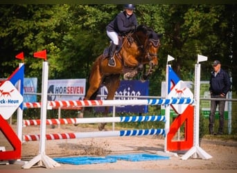 Holstein, Gelding, 11 years, 17 hh, Brown