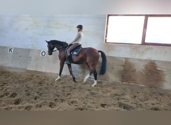 Holstein, Gelding, 11 years, 17 hh, Brown