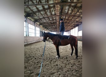 Holstein, Gelding, 11 years, 17 hh, Brown