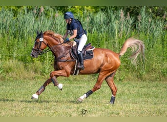 Holstein, Gelding, 11 years, 17 hh, Chestnut-Red