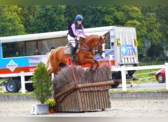 Holstein, Gelding, 11 years, 17 hh, Chestnut-Red