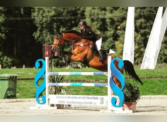 Holstein, Gelding, 11 years, 17 hh
