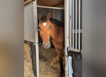 Holstein, Gelding, 11 years, 17,1 hh, Brown