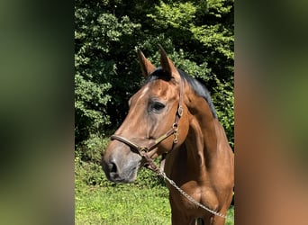 Holstein, Gelding, 11 years