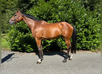Holstein, Gelding, 11 years