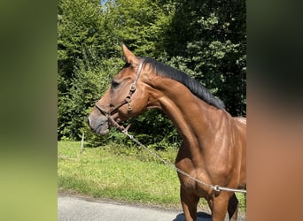 Holstein, Gelding, 11 years