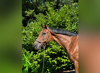 Holstein, Gelding, 11 years