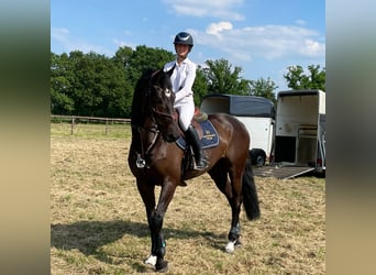 Holstein, Gelding, 11 years, Smoky-Black