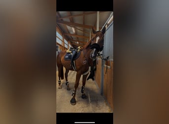 Holstein, Gelding, 12 years, 16.1 hh, Chestnut-Red Holstein, Gelding, 12 years, 16.1 hh, Chestnut-Red