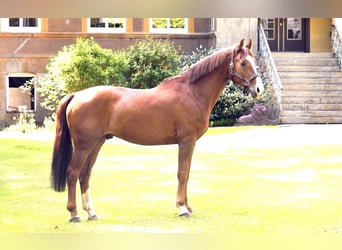 Holstein, Gelding, 12 years, 16.1 hh, Chestnut-Red