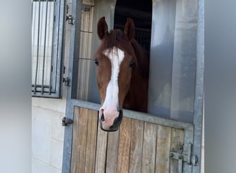 Holstein, Gelding, 12 years, 16.1 hh, Chestnut-Red